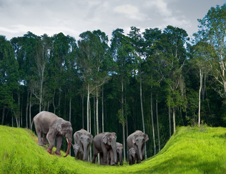 Koh_Chang_Elephants.jpg