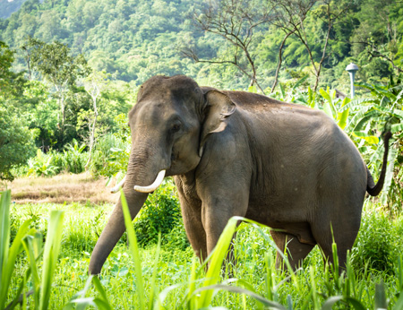 Chiang_Mai_Elephant.jpg