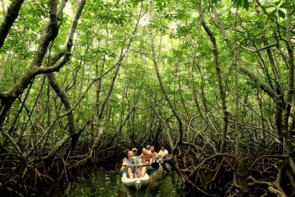Mangrove kayaking