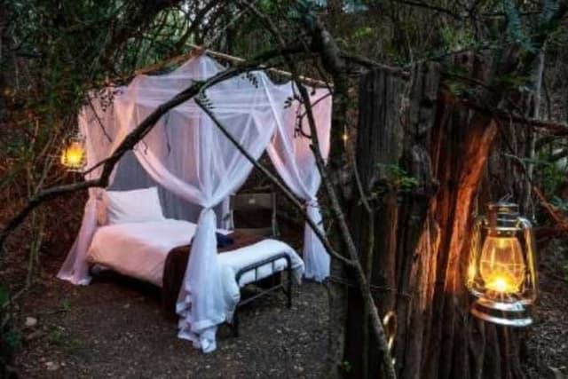 Bellevue Forest Reserve - Stargazer Camp